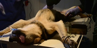 狗是在麻醉下躺在手术台上和医生的手