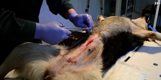 兽医在狗手术后给狗缝合
