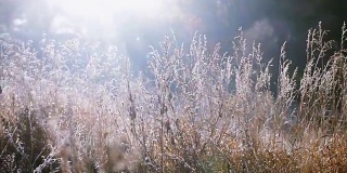 太阳耀斑穿过草地，在寒冷的早晨黑麦。
