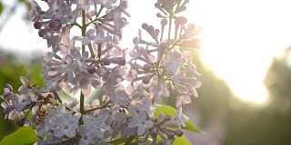 紫丁香花在日落时闭合