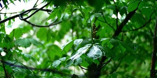 纯净的雨水浇在夏日森林里新鲜的树叶上，散发着美丽的白霜