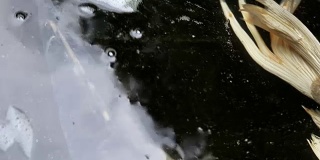 观赏性锦鲤在池塘的阴凉处游动