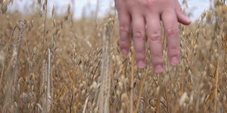 两个视频的手抚摸燕麦在野外缓慢的动作