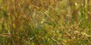 在晨露中织成的蜘蛛网。特写镜头