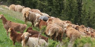 中国新疆农村的羊群