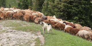 中国新疆农村的羊群