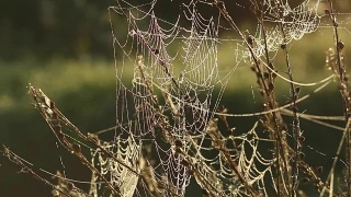 森林里的蜘蛛网随风抖动视频素材模板下载