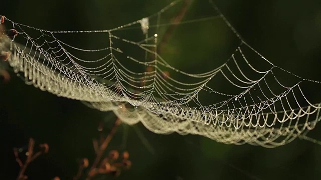 森林里的蜘蛛网随风抖动