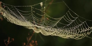 森林里的蜘蛛网随风抖动