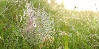蛛网上的蜘蛛。