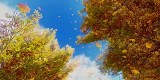 秋叶飘落，晴空万里