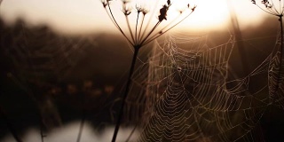 蜘蛛的网清晨拂晓河