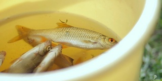 黄色桶里的新鲜小鱼。渔夫捉到了几条小鱼