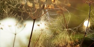 蜘蛛的网清晨拂晓河