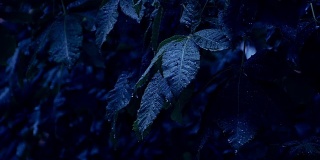 晚上湿漉漉的树叶。