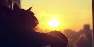 一名年轻女子戴着耳机，和她可爱的缅因猫在日落时的窗口放松，模糊的城市背景