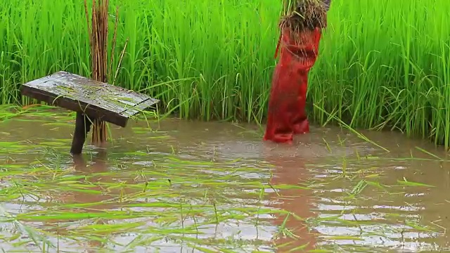 泰国农民种植水稻