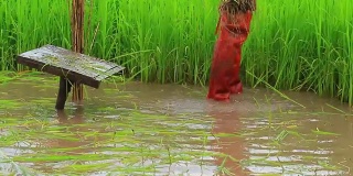 泰国农民种植水稻