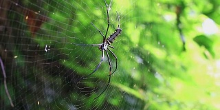 巨大的蜘蛛捕食昆虫。