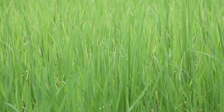 绿叶的水稻