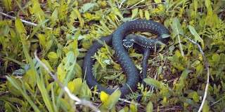 蛇坐在草地上，伸出舌头研究环境