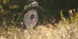 清晨的阳光下，草上的蜘蛛网上的露珠闪闪发光。