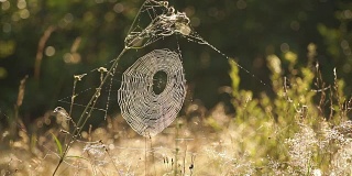清晨的阳光下，草上的蜘蛛网上的露珠闪闪发光。