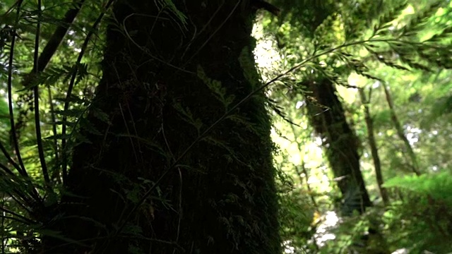 近距离观察:在美丽的阳光森林中，巨大的长满苔藓的繁茂树干