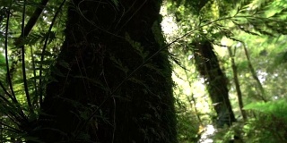 近距离观察:在美丽的阳光森林中，巨大的长满苔藓的繁茂树干