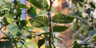 大蜻蜓坐在绿色树叶的树枝上
