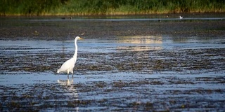 白色大白鹭缓慢而优雅地涉水在湖中