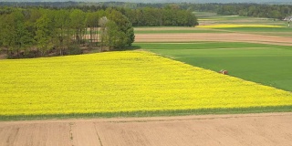 天线:农村农田里郁郁葱葱的黄色油菜和绿色的麦草田