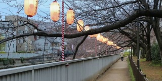 日本东京大横河上樱花节的灯笼。