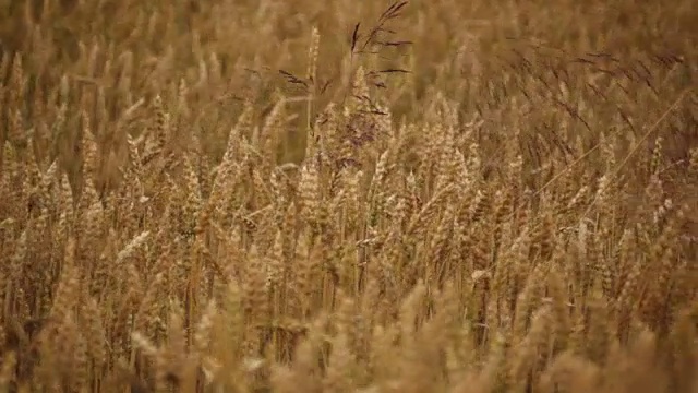 田间种植的小麦