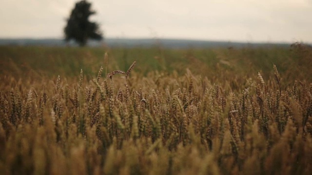 田间种植的小麦