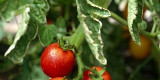 近距离种植西红柿