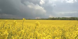 近距离观察:令人惊叹的黄色油菜花在田间随风摇曳