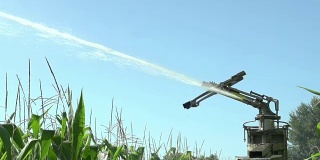 用农业喷灌机浇灌玉米田