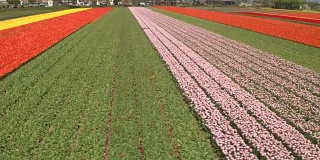 空中拍摄:大片田野上成排的盛开的红色、粉色和黄色郁金香，令人惊叹