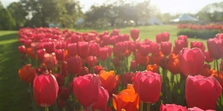 近距离观察:在当地的旅游公园里，美丽的玫瑰红色丝绸般的郁金香花园