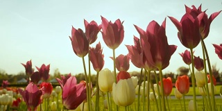 近距离观察:美丽的五颜六色的高大的郁金香盛开在花卉公园