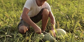 农夫在田里品尝西瓜
