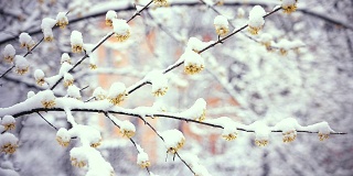 春天的冬日。雪落在樱花上