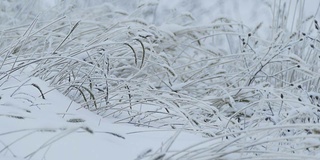 小草冰美雪冻冬天美