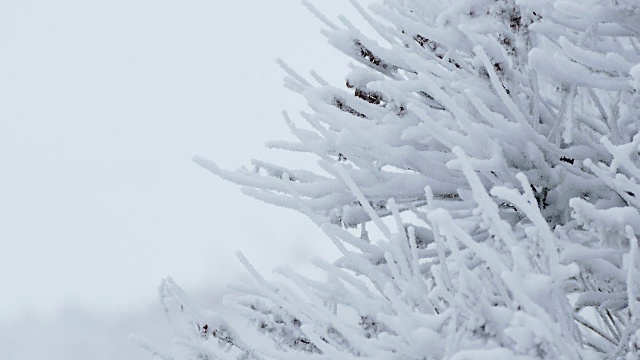 冰冻草，雪冬天漂亮