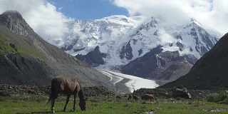 雪山背景上的野马。天山、吉尔吉斯斯坦