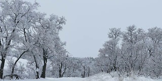 森林美丽的树木，冬天的雪大自然圣诞节