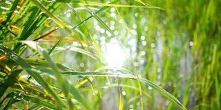 田野里绿草的嫩芽和水中反射的阳光的虚化