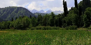 伊犁河谷雪山高寒草甸