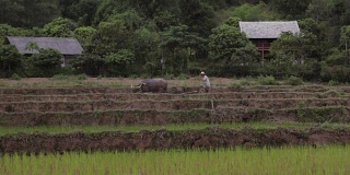 越南沙巴麦洲，一名越南农民正在和一头公牛犁地
